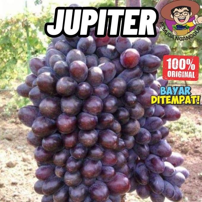 

PROMO DISKON - BIBIT ANGGUR IMPORT JUPITER SEEDLESS BERAROMA FOXY