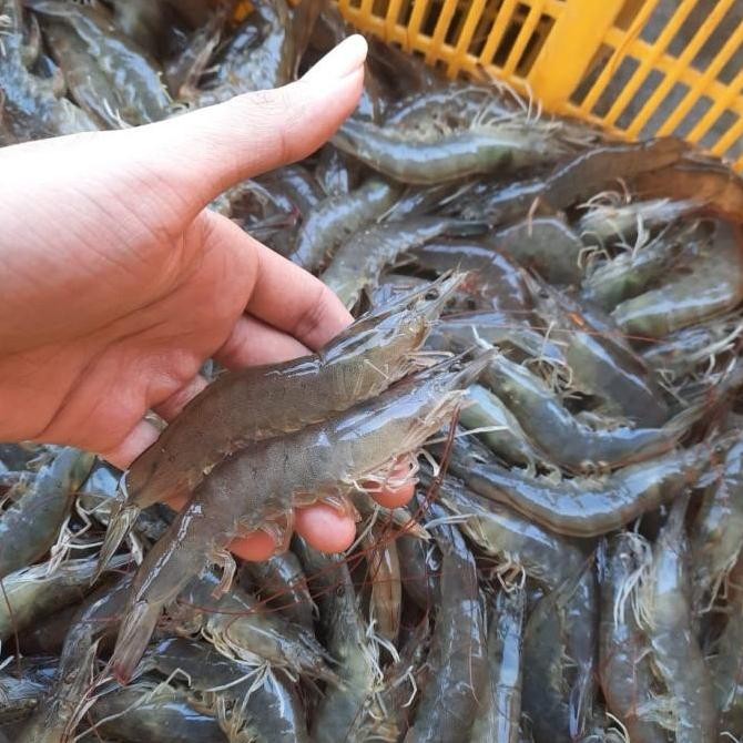 

UDANG VANAME SIZE 70 SEGAR FRESH 1 KG LANGSUNG DARI TAMBAK / FROZEN ORIGINAL DAN TERPERCAYA
