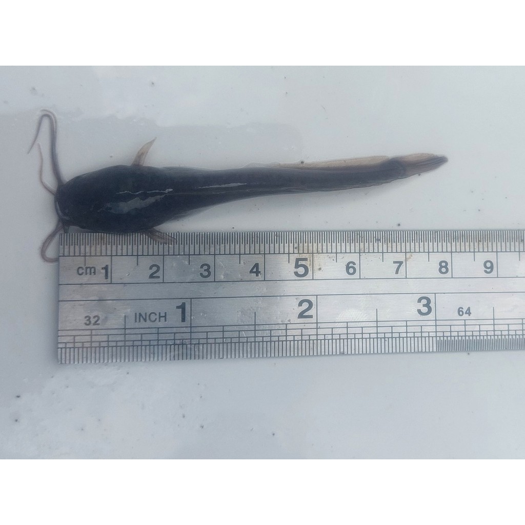 Bibit ikan lele - Ukuran 7-8 cm / Siap Tebar / Berkualitas & Murah
