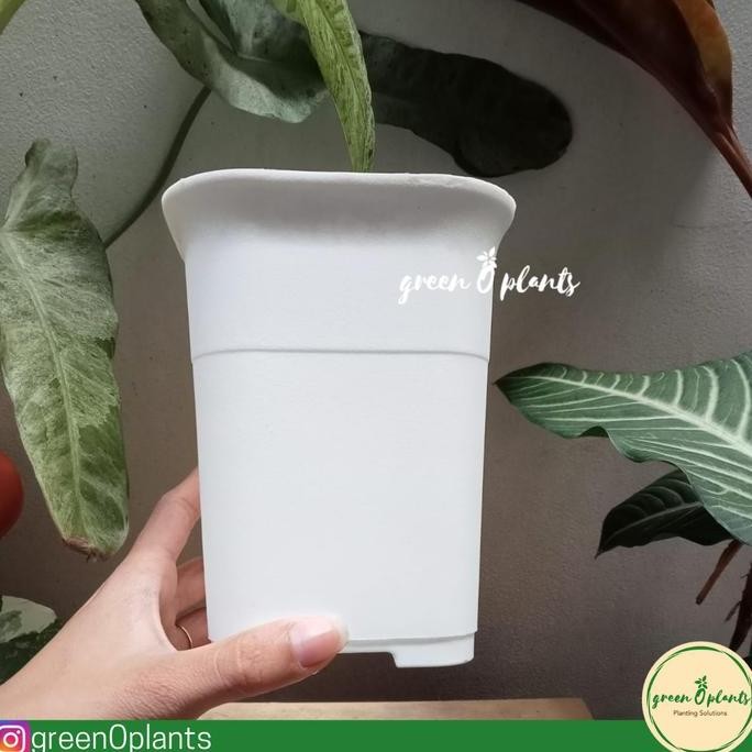 Grosir Pot Nkt Kotak 12 Putih Lusinan