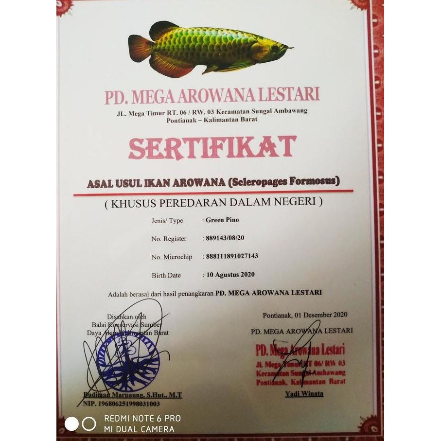Promo Sertifikat dan microchip micro chip Arwana green golden pino hijau COD