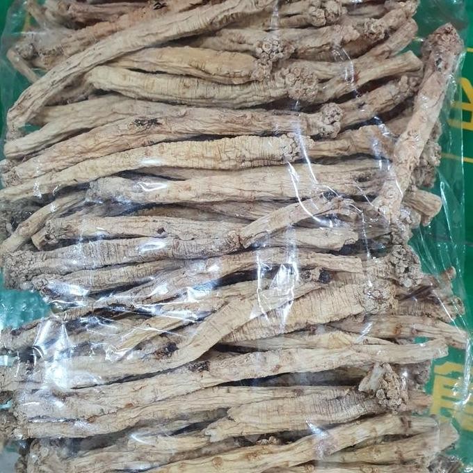 

Dang Sem Akar Besar (Tongsim Besar) 50Gr