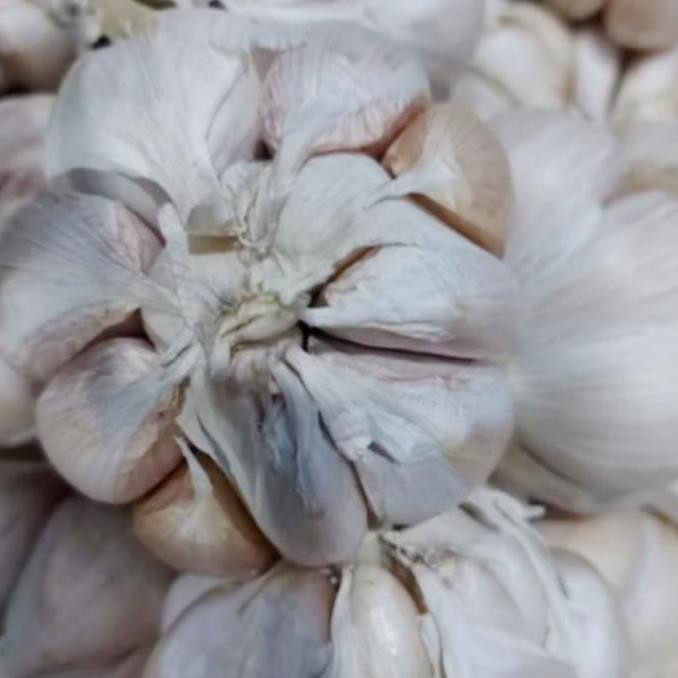 

JH8 Bawang Putih Honam 1000 gr