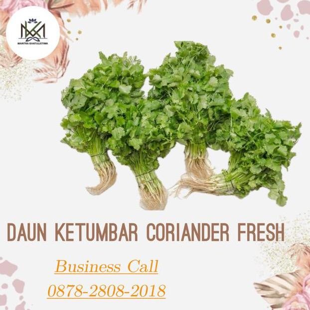 

JH8 Daun Ketumbar Segar