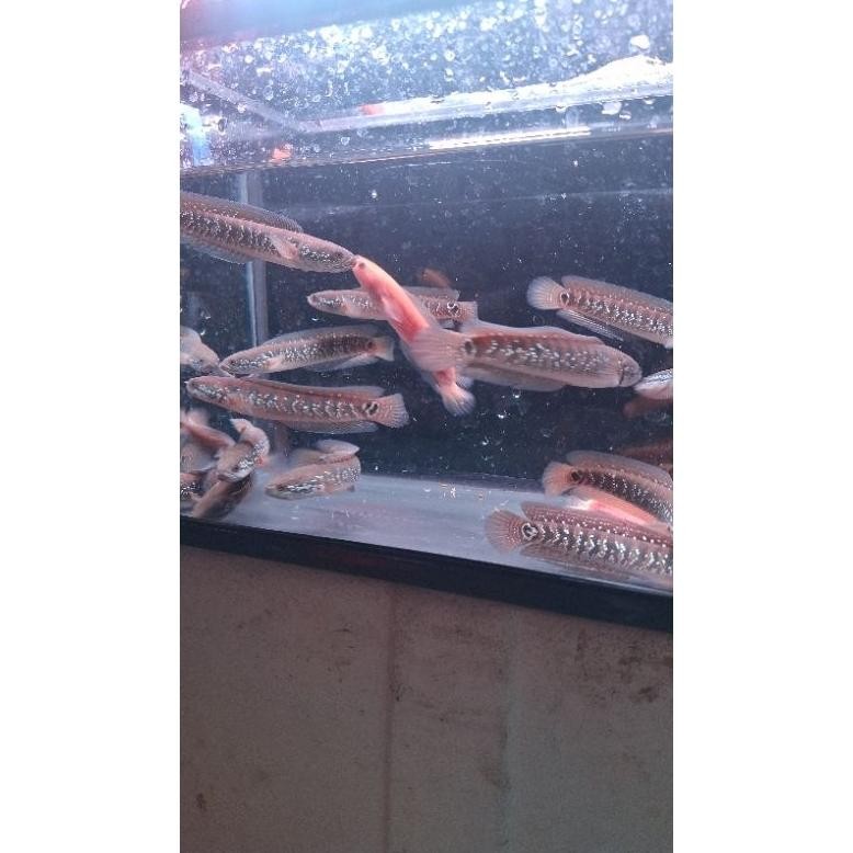 

New yui-7 Kardus Packing Asiatica WS Pure Desain Unik Menarik Sale Murah