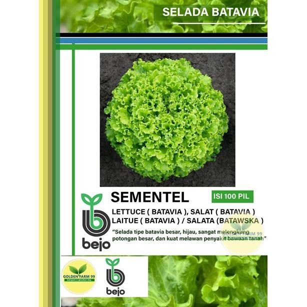 Benih Selada BATAVIA BEJO SEMENTEL Kemasan 100 Pil