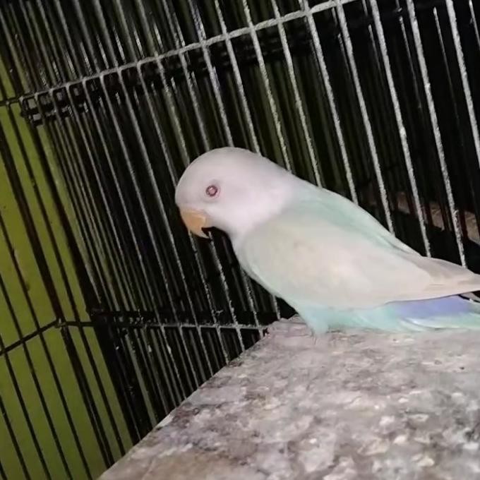 BURUNG LOVEBIRD PF BLUE REAL PICT
