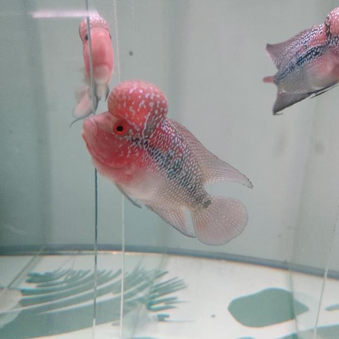 IKAN LOHAN SRD UKURAN 10CM ORIGINAL DAN TERPERCAYA