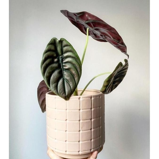 Sale Alocasia Cuprea Hitam / Keladi Tengkorak Ukuran Anakan