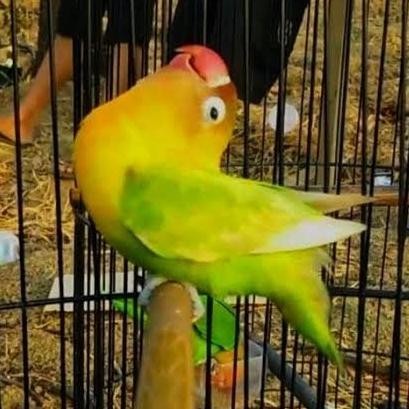 TANGKRINGAN KONSLET LOVEBIRD TANGKRINGAN LOVEBIRD DEWA KONSLET KOTAK