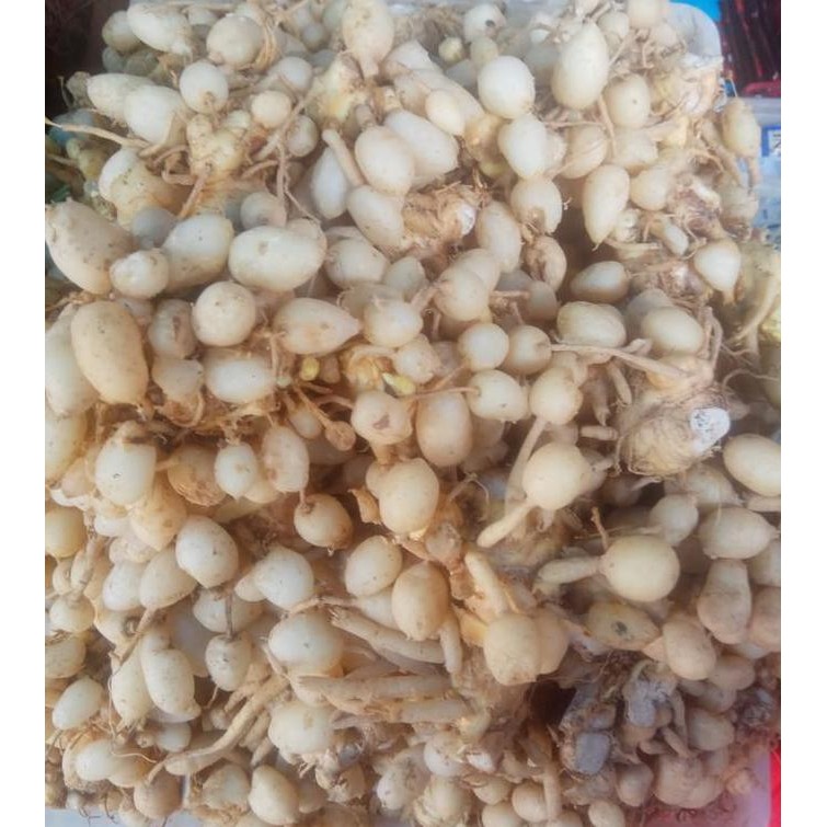 

Buah kunir segar/kunyit putih fresh