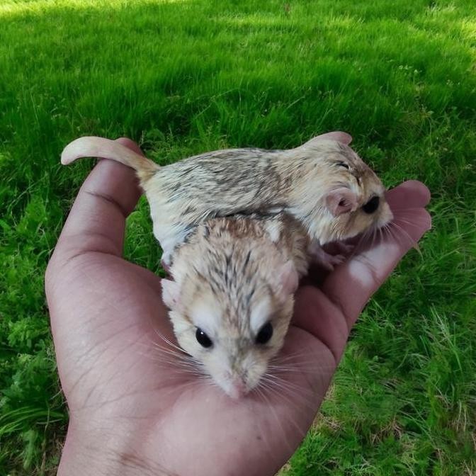 ready gerbil fat tail hewan lucu