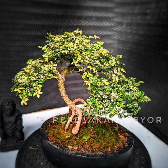 Bonsai Ulmus Variegata Super Micro Sudah Jadi Siap Pajang