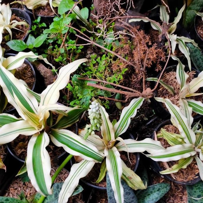 Bromelia Cryptanthus White