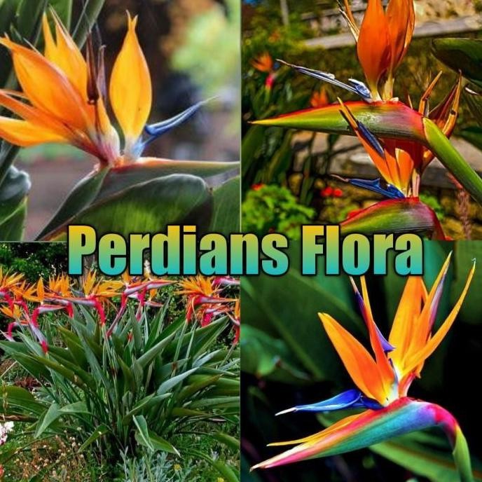 Promo Tanaman hias Bird's Of Paradise Heliconia COD