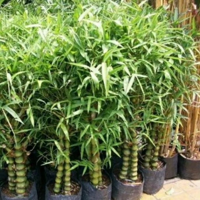 Promo Bibit Tanaman Hias Bambu Nagin / Buddha / Kodok Unik dan Langka COD
