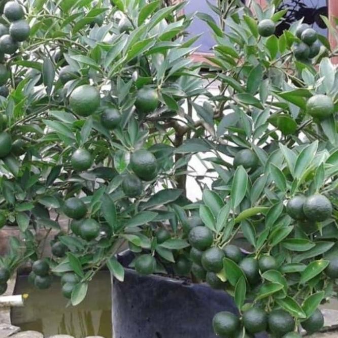 

Promo TANAMAN JERUK SONKIT/JERUK KINKIT / PONTIANAK / SUDAH BERBUAH LEBAT COD