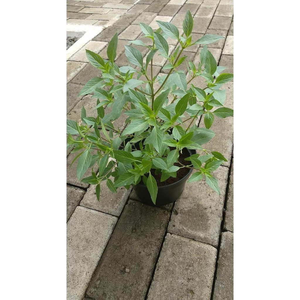 

Promo Thai Basil/lemon Basil COD