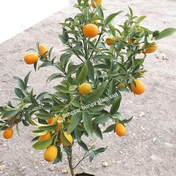 

Promo tanaman jeruk nagami manis jumbo COD
