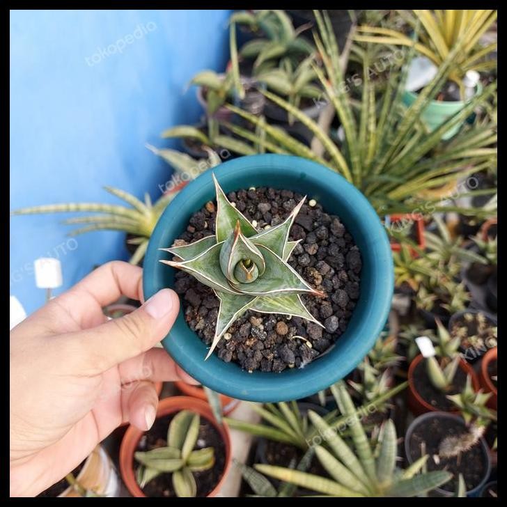 BEST DEAL SANSE - SANSEVIERIA PINGUICULA VARIGATA 6-1-2022 