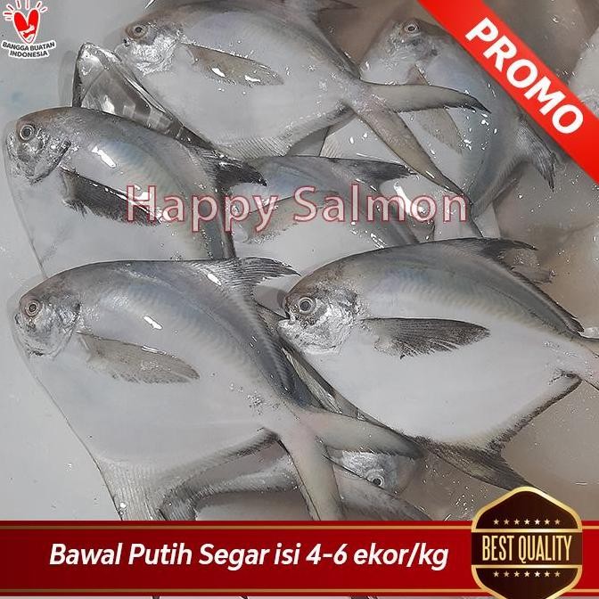 

Ikan Bawal Putih Sedang Segar / Fresh Termurah