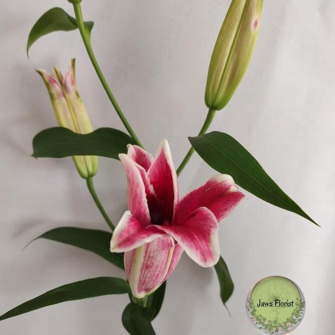 Bunga Lily Casablanca (Pertangkai)
