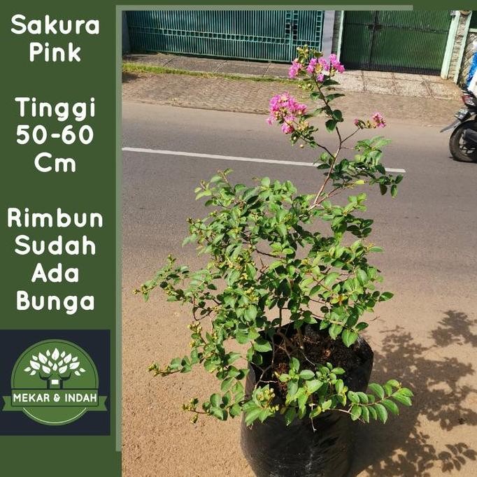 tanaman bunga sakura pink/ pohon bunga sakura pink lokal