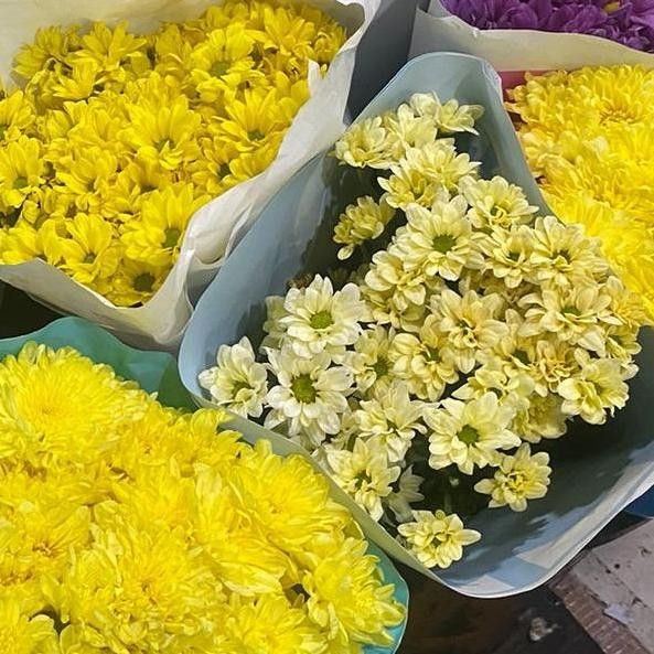 

bunga aster salmon kuning segar