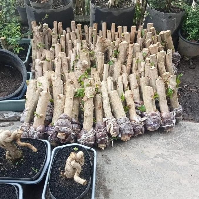 BONSAI SANCANG TURUN CANGKOK