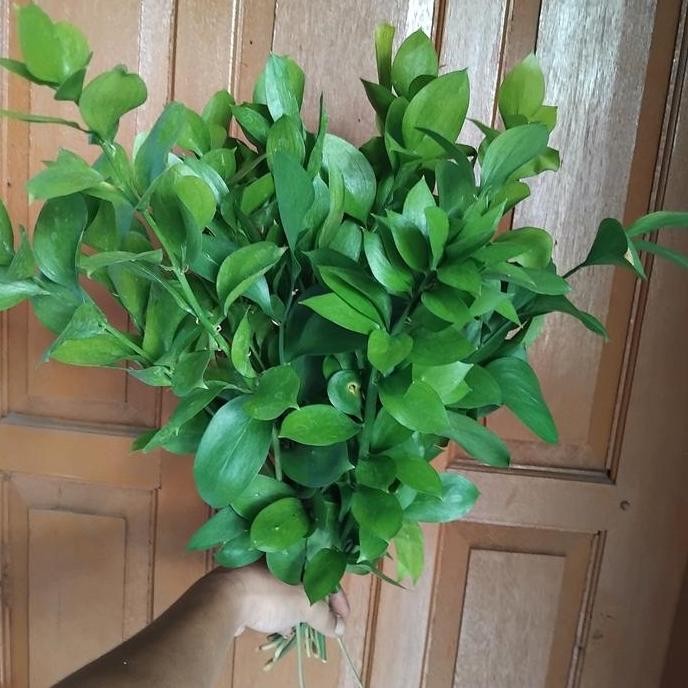 

Daun ruskus isi 10 batang