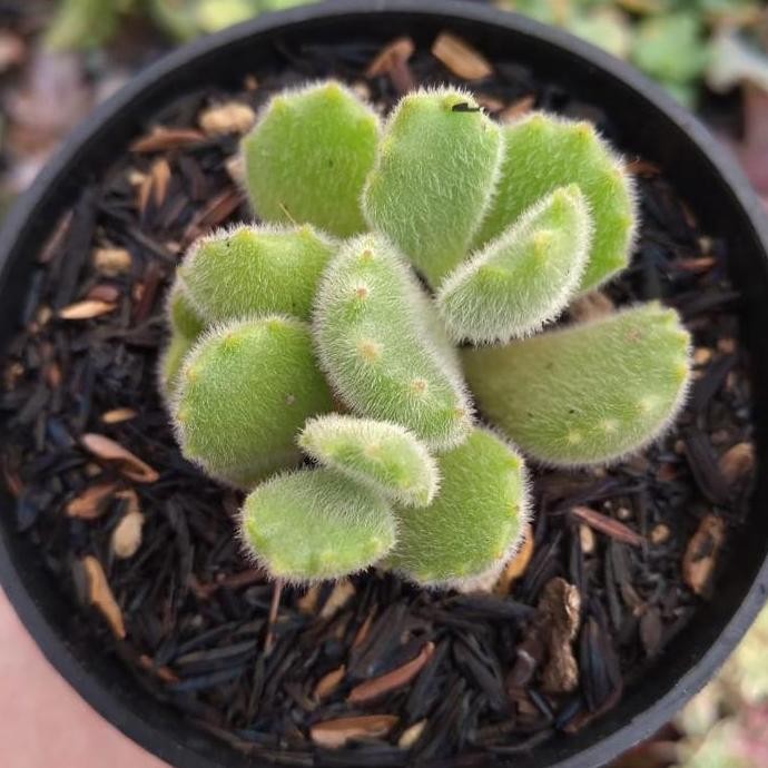 

PAKET SEKULEN ISI 50 PCS HARGA TERMURAH