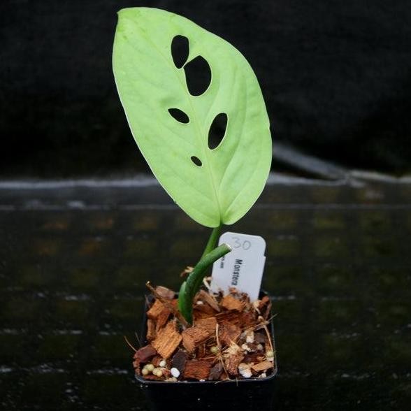 MONSTERA ESQUELETO ATAU JANDA BOLONG ESQUELETO