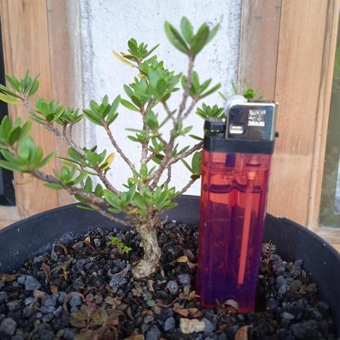 BAHAN MAME SANTIGI MAWAR SUPER