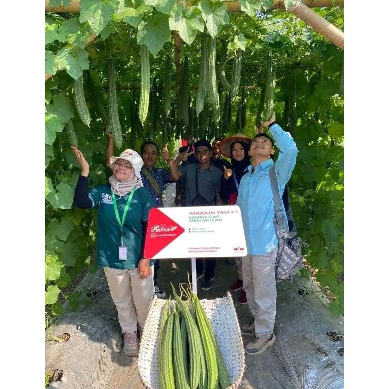 Sale Benih Bibit Tanaman Sayuran Gambas Oyong Anggun Tavi F1 (Berbobot Panjang Hijau Produksi Tinggi