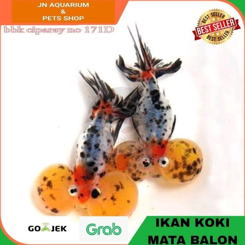 IKAN HIASA BABY KOKI MATA BALON / IKAN MAS KOKI BUBBLE EYE AQUARIUM