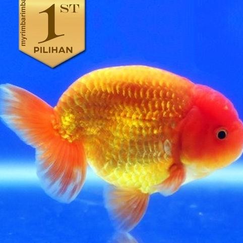 Ikan Hias Koki Ranchu Rancu Jumbo Ikan Air Tawar Aquarium Kolam