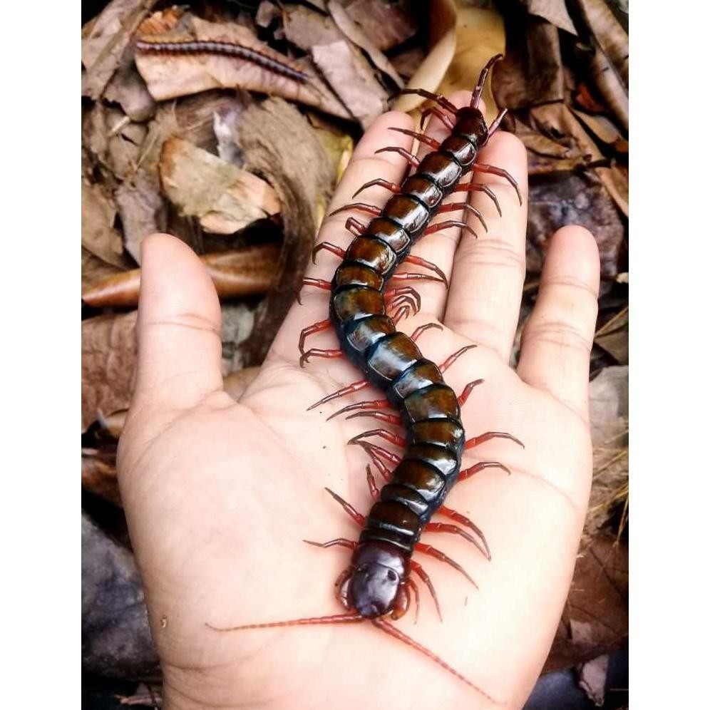 Pakan Hidup Lipan kelabang Size 7-20 cm isi 5 Ekor pakan Chana Arwana Murai