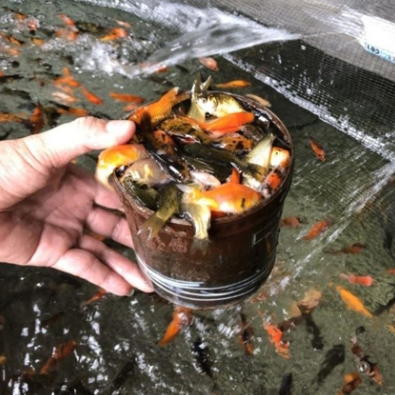 Ikan Mas Bibit Ikan Mas Pakan Makanan Ikan Predator 1 Liter