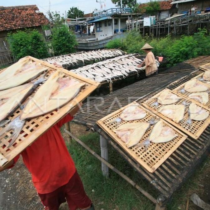 

lKAN ASlN 500 GRAM Asin Ikan Ebi Cumi Ayam Merah Food Frozen Rebon Seafood Sotong Telor