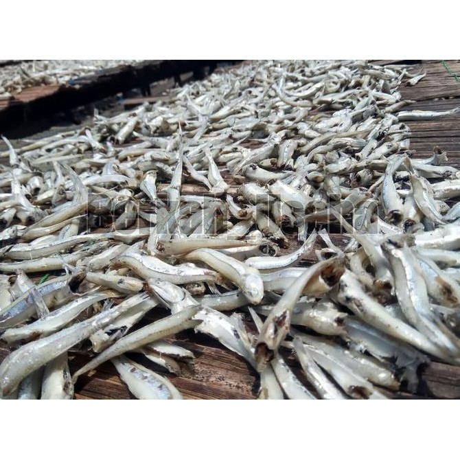 

IKAN ASIN TERI JENGKI PUTIH KERING 1kg MURAH GROSIR Organik Alami