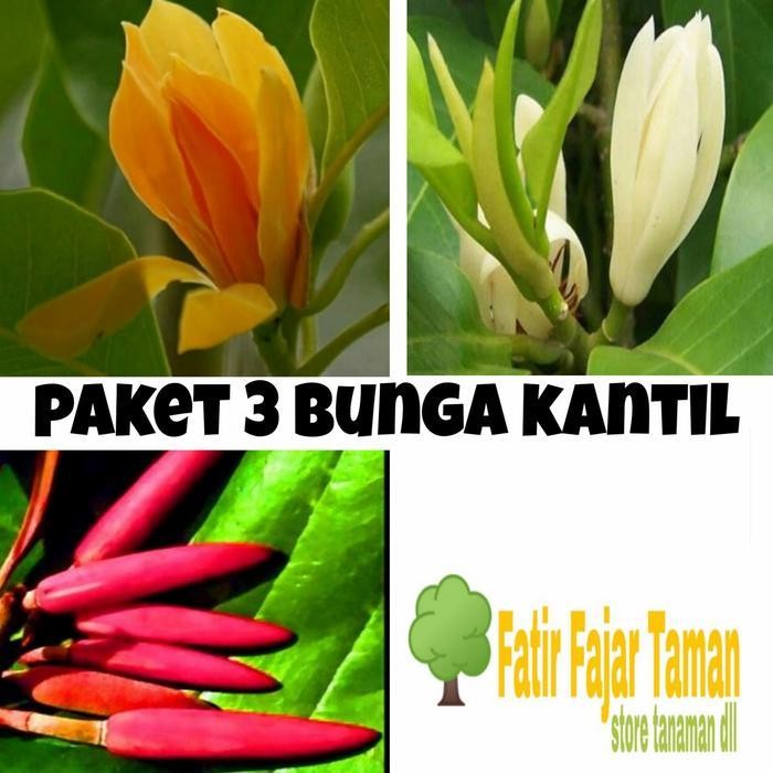 Paket 3 Tanaman Bunga Kantil Putih Merah Kuning / Bunga Cempaka -Bibit Terlaris Best Quality 100% Or