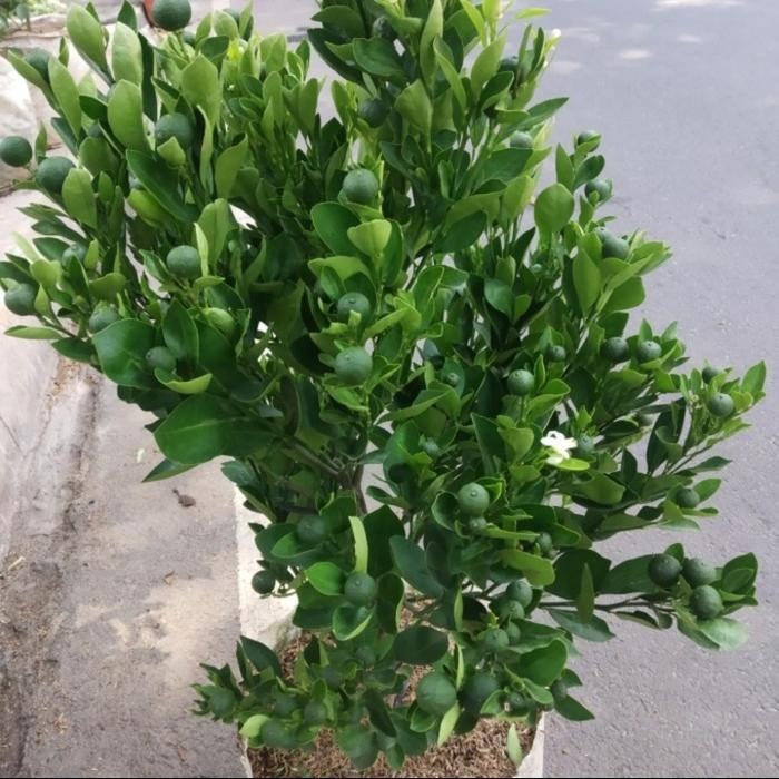 

Tanaman Jeruk Sonkit/Jeruk Kasturi/Jeruk Lemon Cui Besar Sudah Berbuah Terbaru Best Quality 100% Original