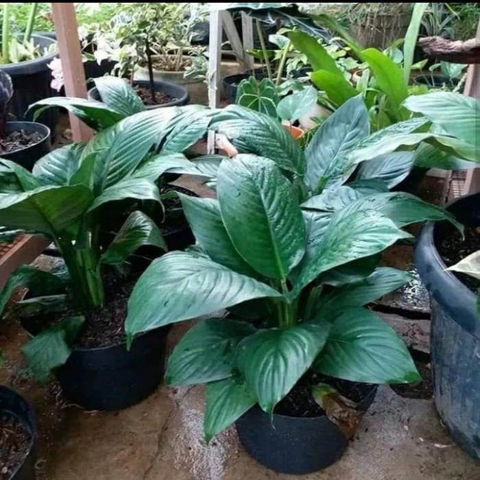 Tanaman Bunga Lily Peace Giant / Sepatu Flim Bangkok Terlaris Best Quality 100% Original