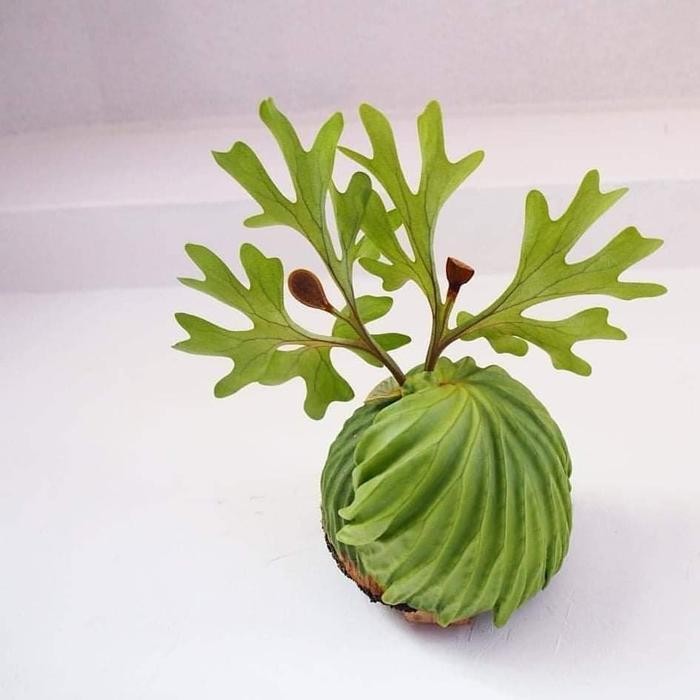 Tanaman Tanduk Rusa Platycerium Ridleyi Terbaru Best Quality 100% Original