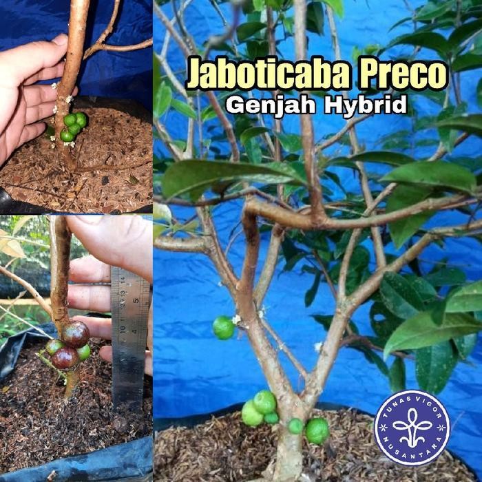 Preco Bibit Anggur Brazil Bibit Tanaman Jaboticaba Preco Genjah Hybrid Tunas Vigor Nusantara New Bes