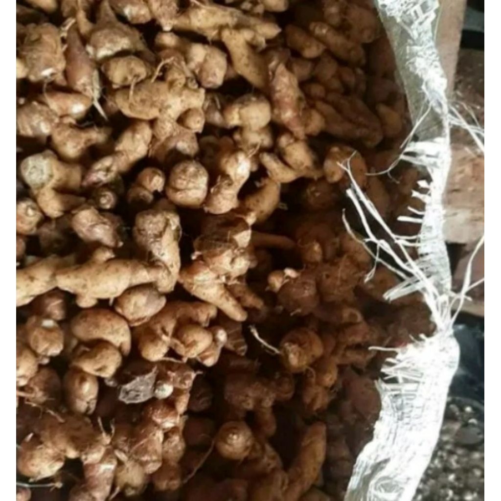 

kencur tua segar dan wangi/kencur seblak asli pandeglang