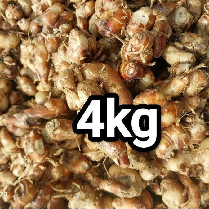 

4KG CIKUR TUAMUDA BUMBU DAPUR pilihan terbaik Rempah Seblak