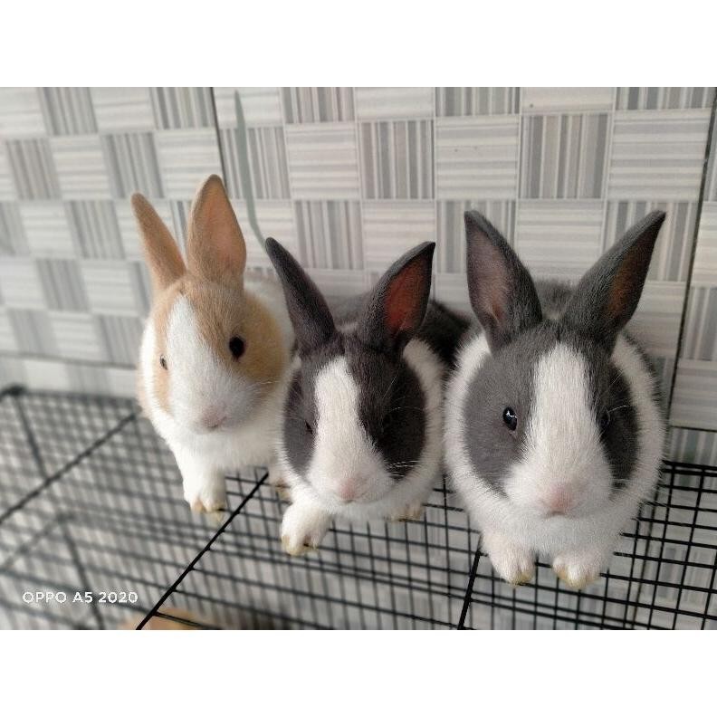 Kelinci Panda(Dutch) + Pakan DiM