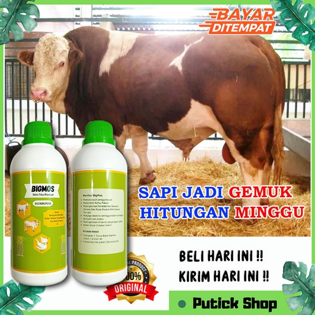 MOLASE TETES TEBU PENGGEMUK SAPI BIGMOS PENGGEMUK SAPI VITAMIN KAMBING VITAMIN SAPI OBAT CACING SAPI