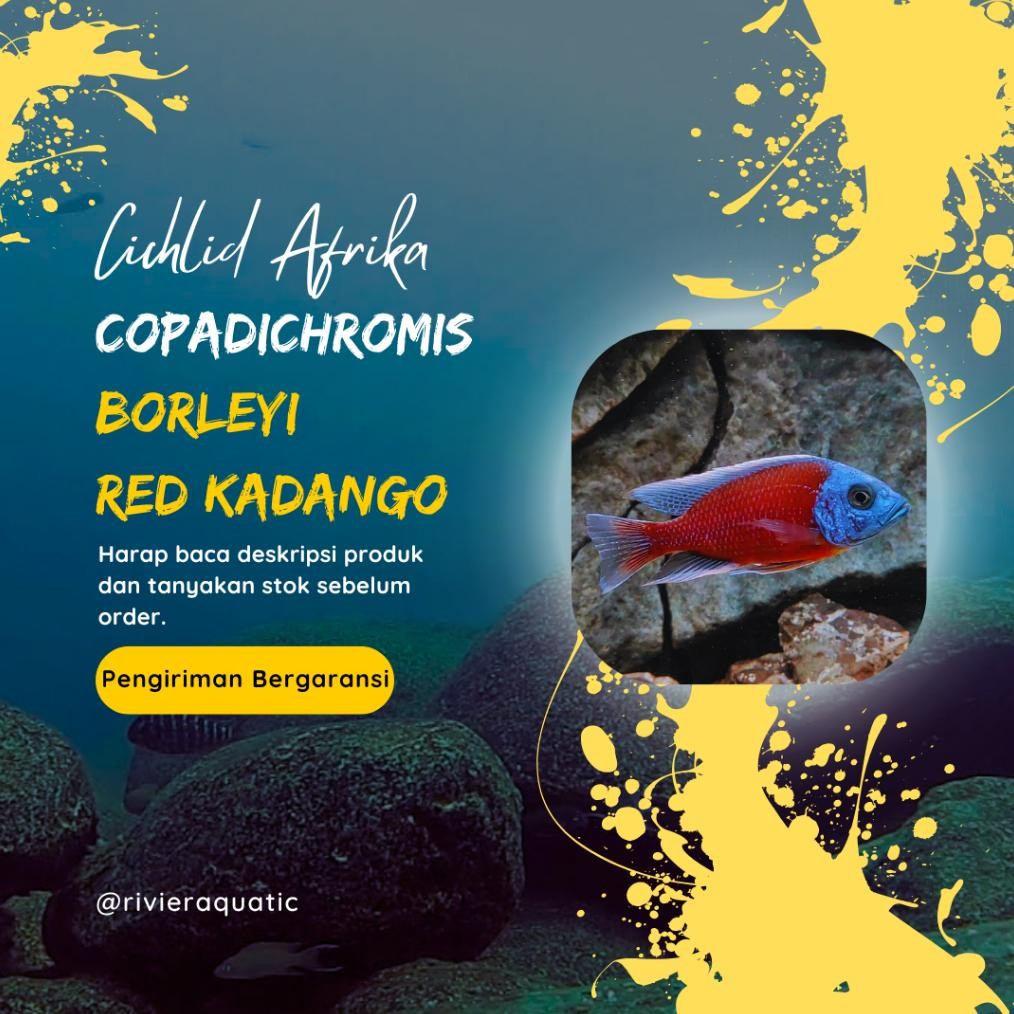 Cichlid Afrika Copadichromis Borleyi Red Kadango Pure Top Grade DiM